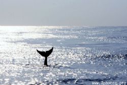 Fluking Up, this dolphin waved to us for a few seconds... by Zaid Fadul 